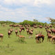 Topi are among the species starting to return to Virunga National Park’s central savanna as the elephants clear the trees and bushes.